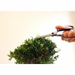 Okatsune 201 Bonsai-Schere Mittellange Klinge -Angebote Schneidwerkzeug Store 11335713 3
