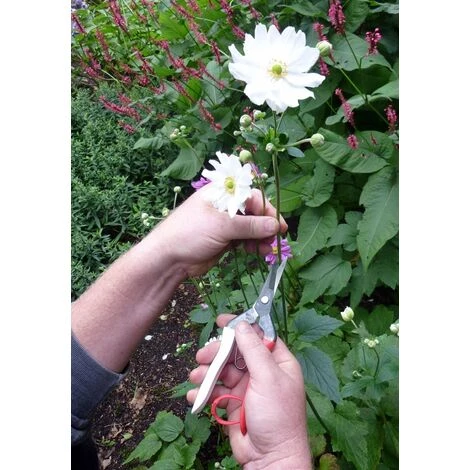 Okatsune 304 Blumenschere Mit Langer Klinge (1) 2 Okatsune 304 Blumenschere Mit Langer Klinge (1) – Bild 2