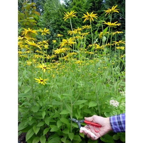 Okatsune 304 Blumenschere Mit Langer Klinge (1) 3 Okatsune 304 Blumenschere Mit Langer Klinge (1) – Bild 3