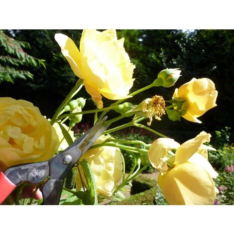 Okatsune 304 Blumenschere Mit Langer Klinge (1) 4 Okatsune 304 Blumenschere Mit Langer Klinge (1) – Bild 4