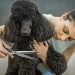 FUIENKO FnLune 8,0 Zoll VG-10 Professional Hair Salon Schere Cut Barber Werkzeuge Haarschnitt Scher Friseur Schere Für Menschen Für Haustiere,FnLune,CHINA 9 FUIENKO FnLune 8,0 Zoll VG-10 Professional Hair Salon Schere Cut Barber Werkzeuge Haarschnitt Scher Friseur Schere Für Menschen Für Haustiere,FnLune,CHINA -Angebote Schneidwerkzeug Store 67131542 5